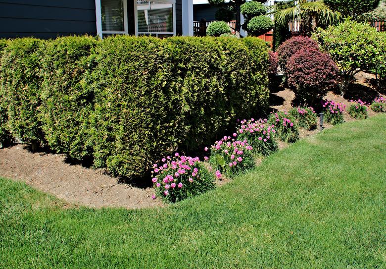 Cedar Hedge Corner