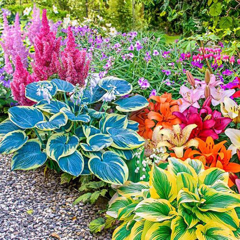 Hostas