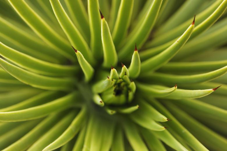 agave stricta