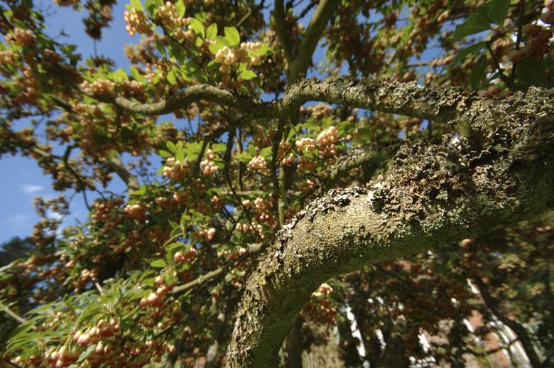 Mossy Branch