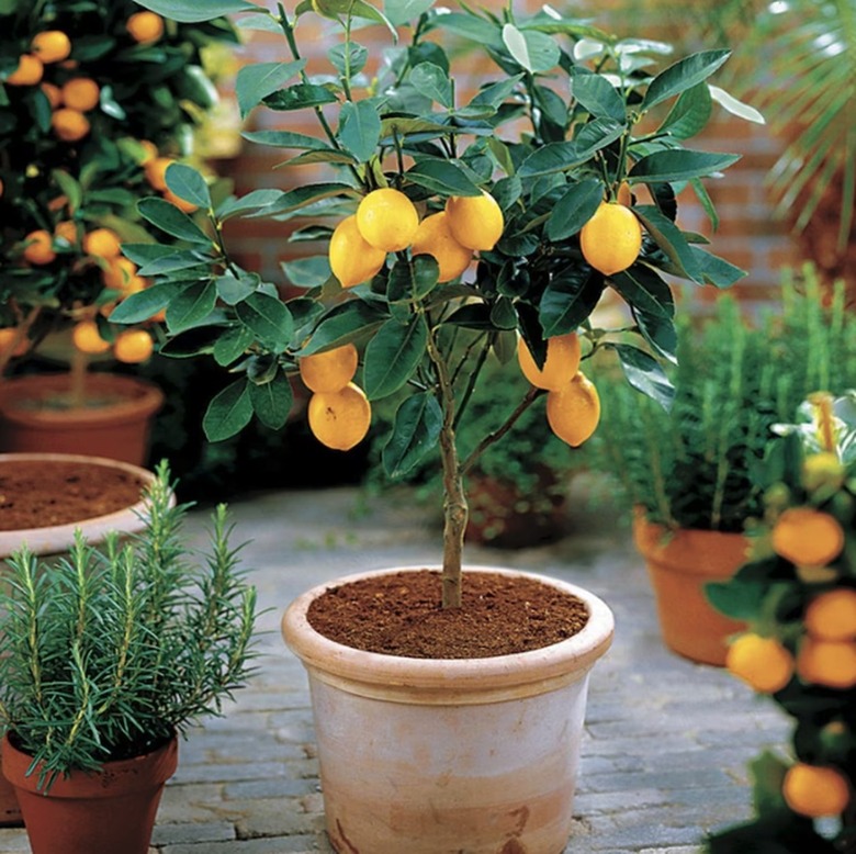 Meyer Lemon Tree