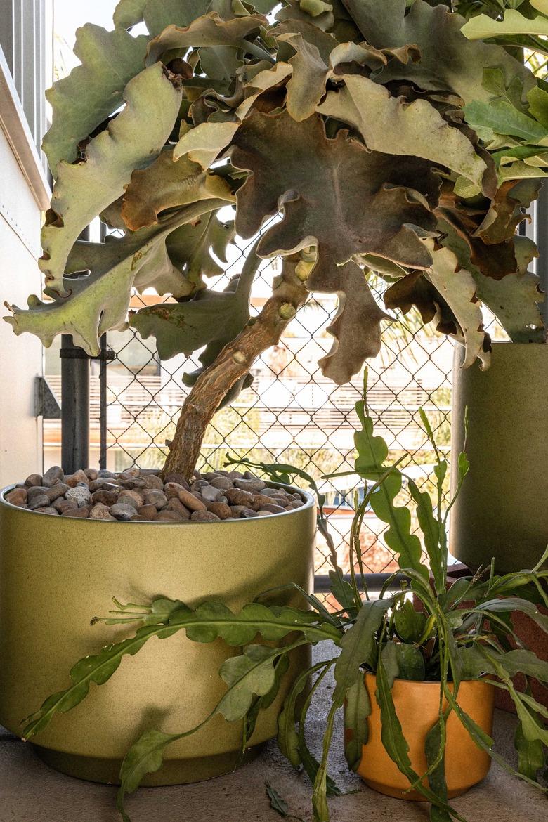 Plants in vintage pots on balcony