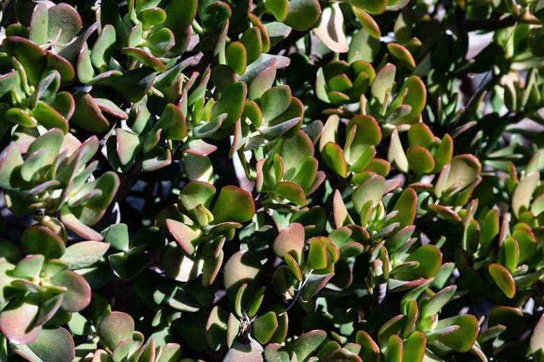 shrub plant