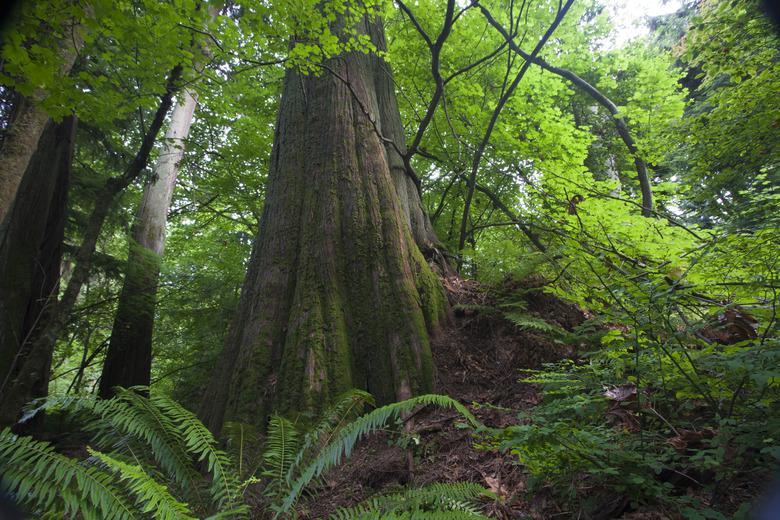 Western Red Cedar tree