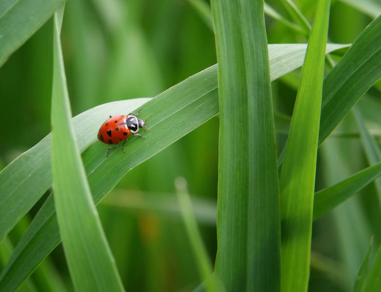 Ladybug with heart