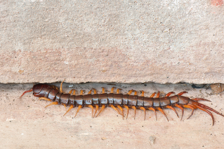 Centipede