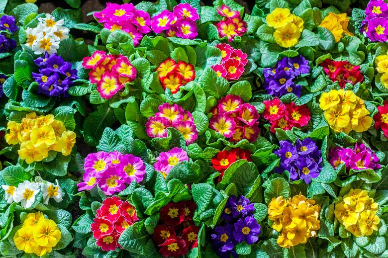 Primroses