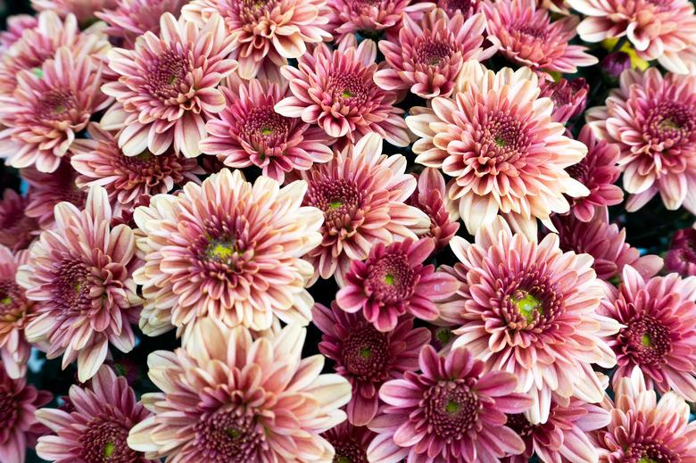 Pinkish Purplish Chrysanthemum Flower