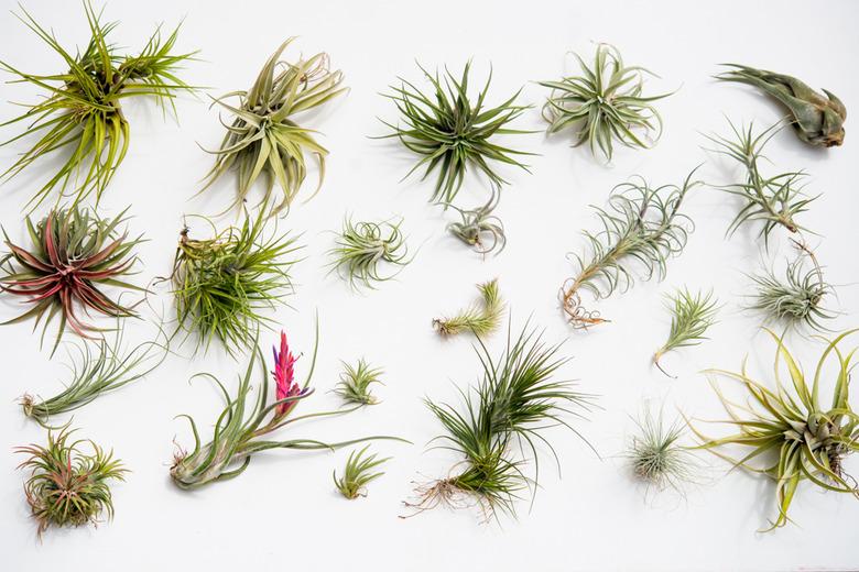 Air plant varieties.