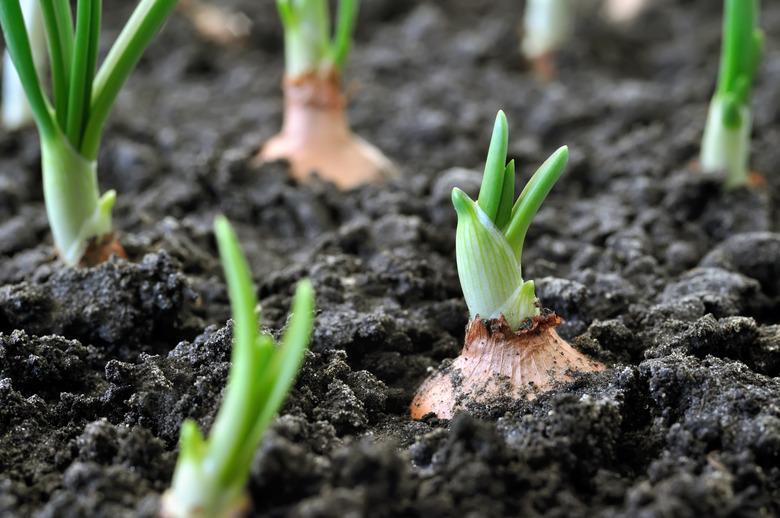 close-up of growing onion plantation