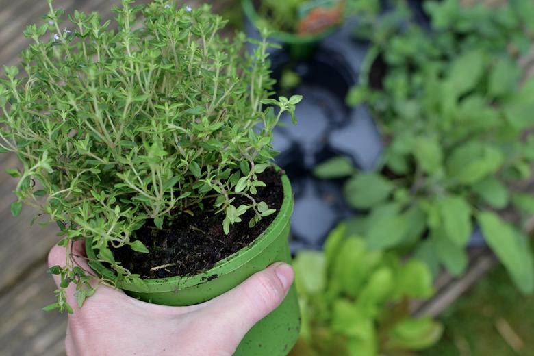 Herbs in pot