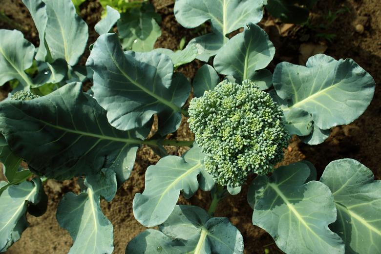 Cauliflower broccoli plant growing in a vegetable garden.