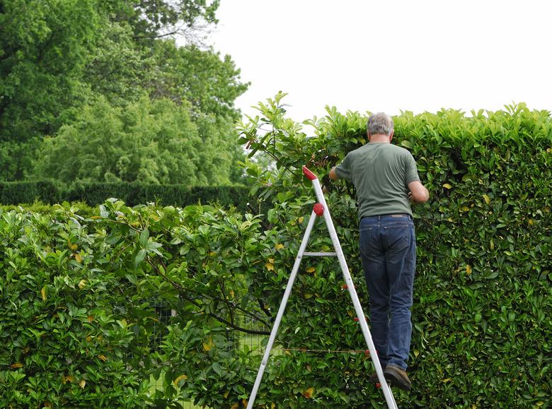 Senior man cutting laurel hedge in springtime