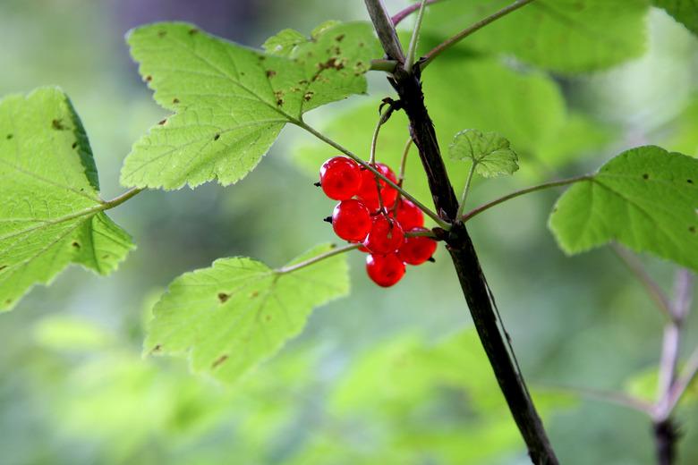 Wild red currant.