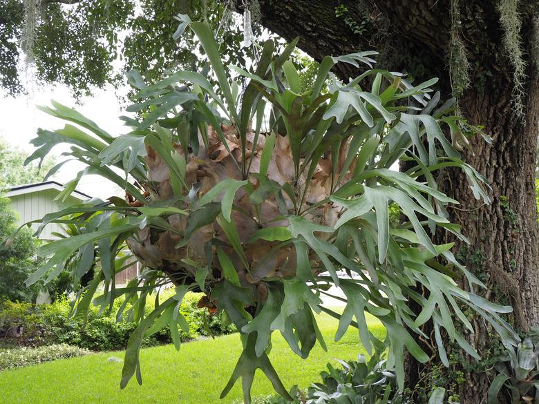 Huge Staghorn Fern Hanging From a Live Oak Tree