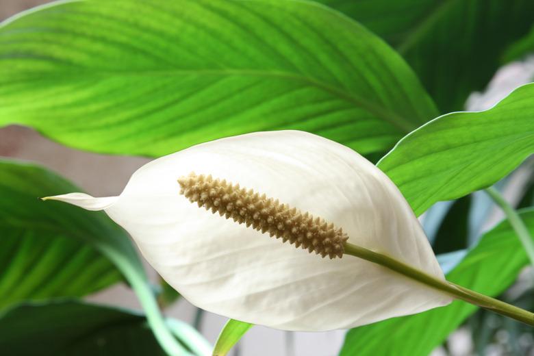 Houseplant - Spathiphyllum floribundum (Peace Lily)