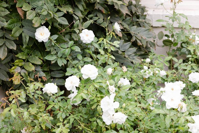 Rose bush in garden