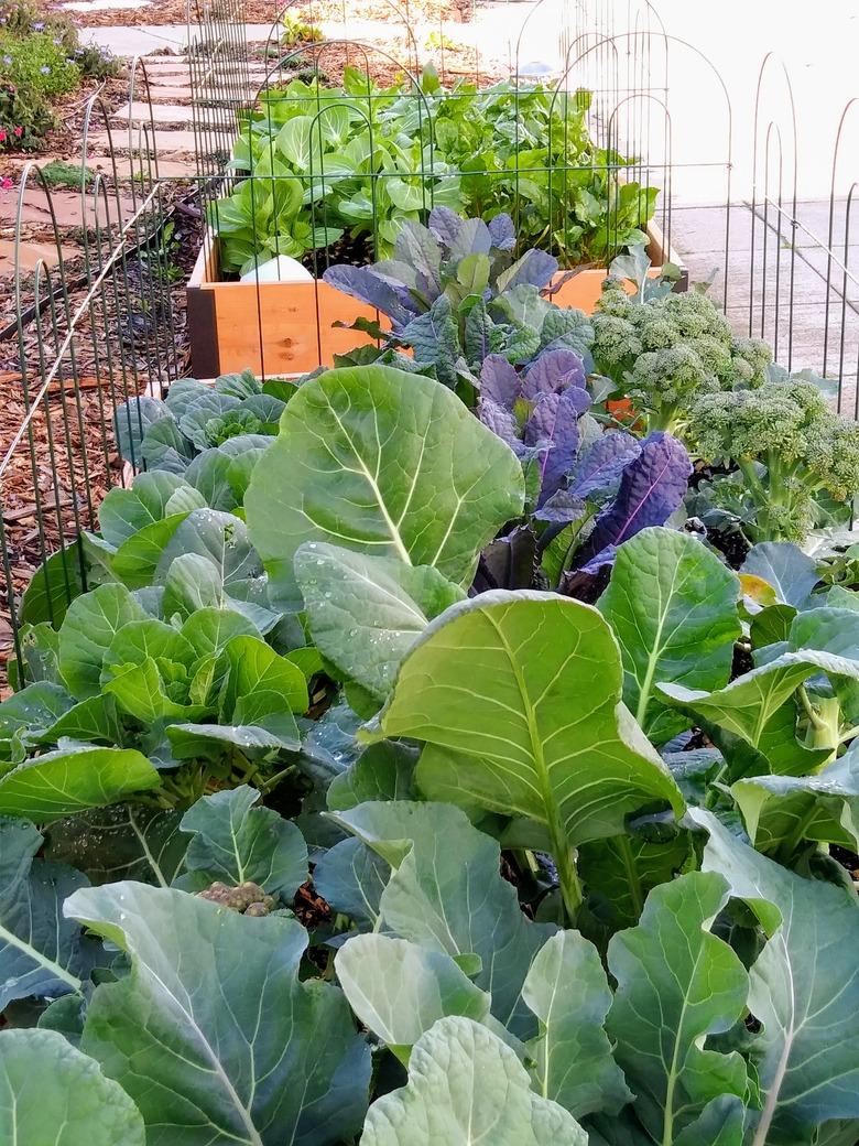 Kale - vegetable bed - Healthy living