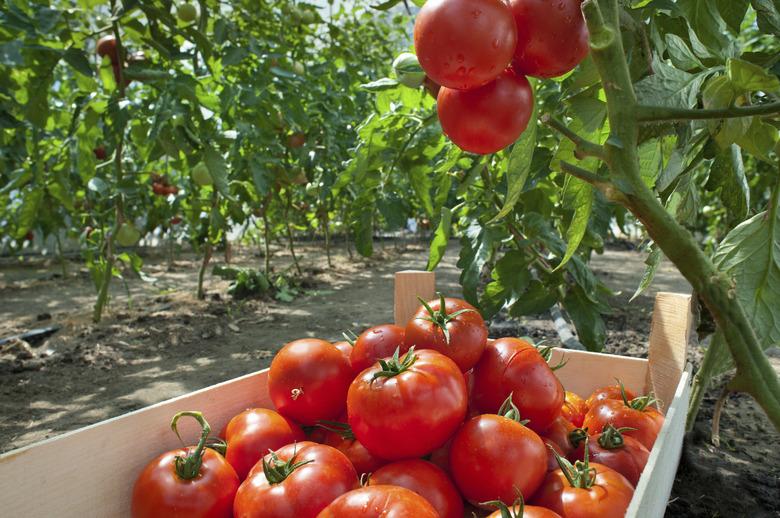 Picking tomatoes