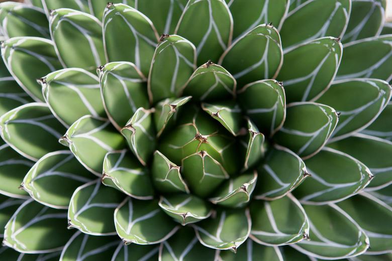 Cactus, close-up