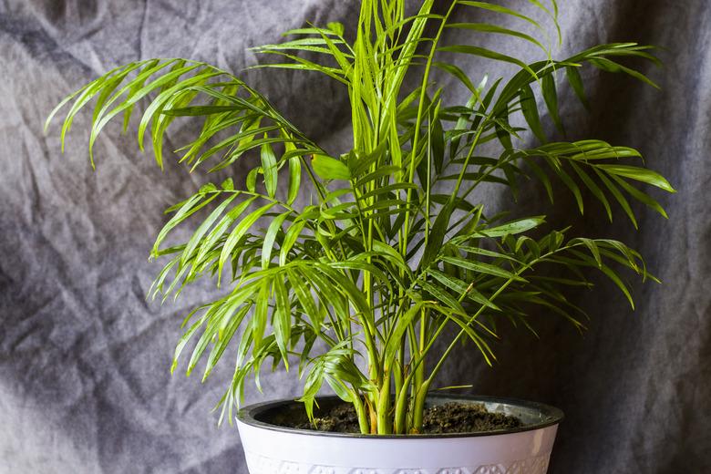 Indoor palm tree, Chrysalidocarpus Lutescens Areca plants, home air plants in room