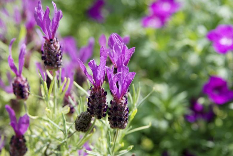 Spanish lavender flowers