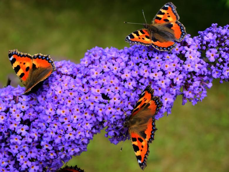 Butterfly Bush