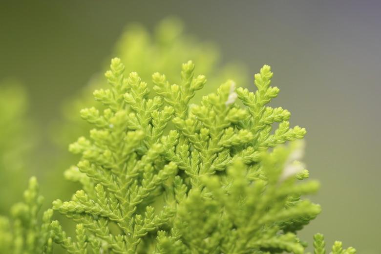 Green Thuja orientalis in morning sunlight