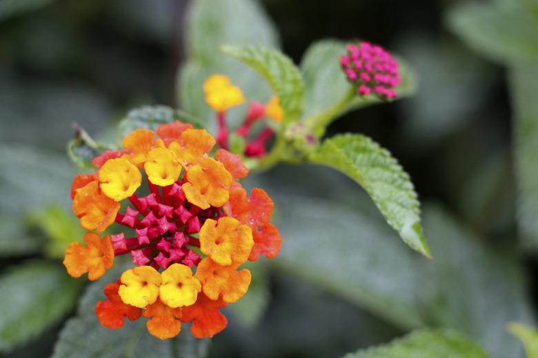 Lantana Flower