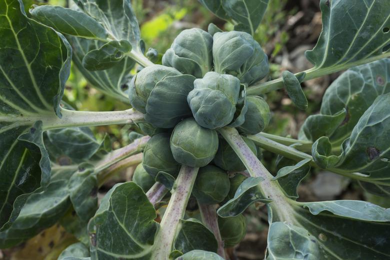 Close-up of Rippening Brussels Sprout Plant