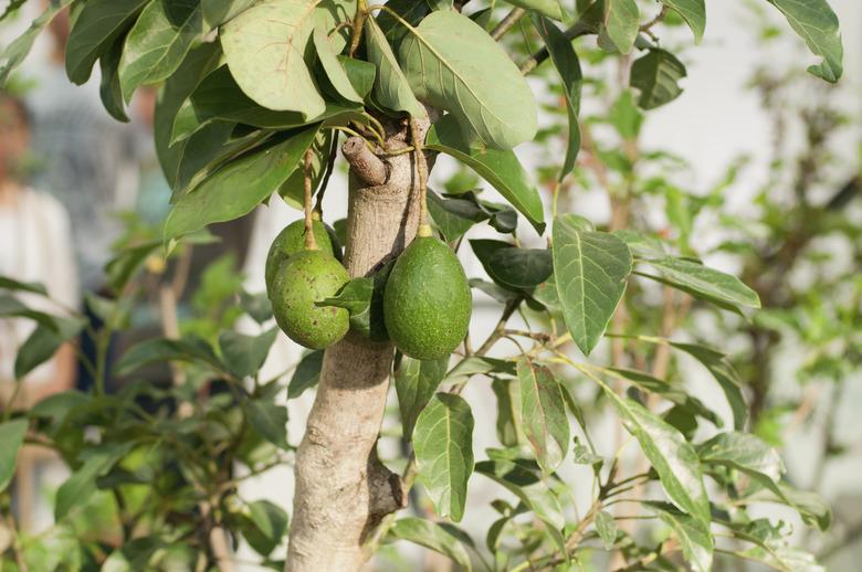 avocado tree