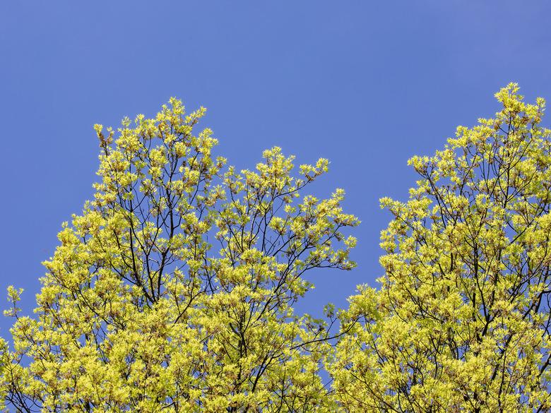 Maple Fresh Spring Leaves