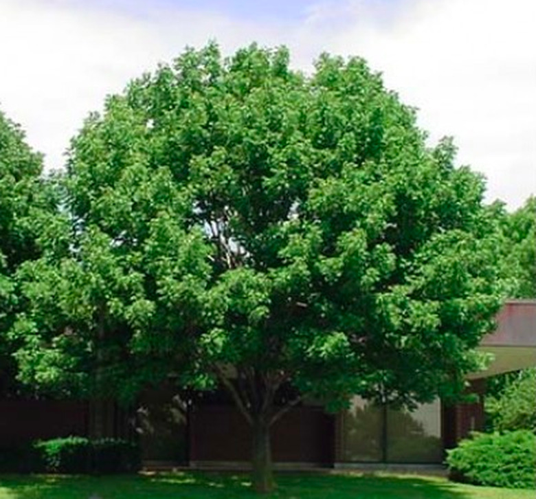 White ash tree in summer.