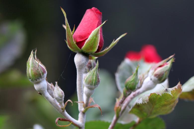 Powdery mildew on rose buds.