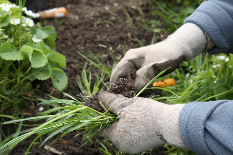 Agricultural worker weeding crops