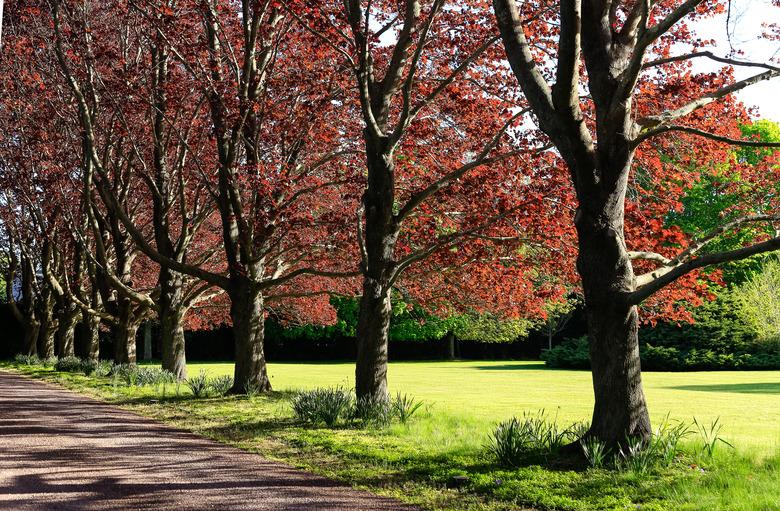 Row of Red Oak Trees in Early Spring