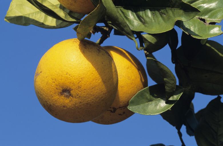 Grapefruit on tree, close-up, Florida, USA