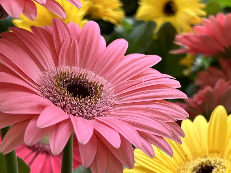 Gerbera Daisies in Bloom