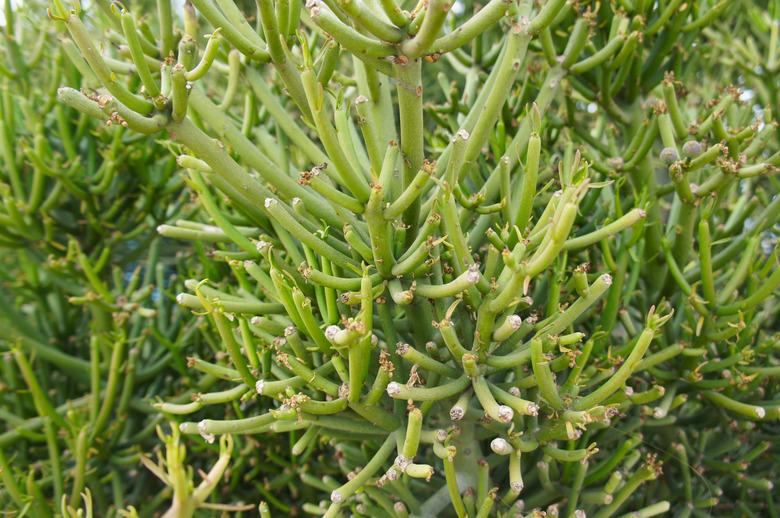 Euphorbia tirucalli or aveloz green plant background