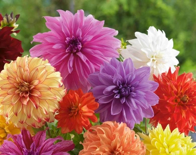 Dahlia Bulbs - Mixed Colors