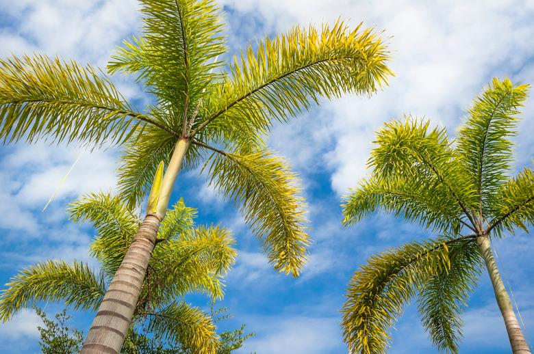 Foxtail Palm and blue sky