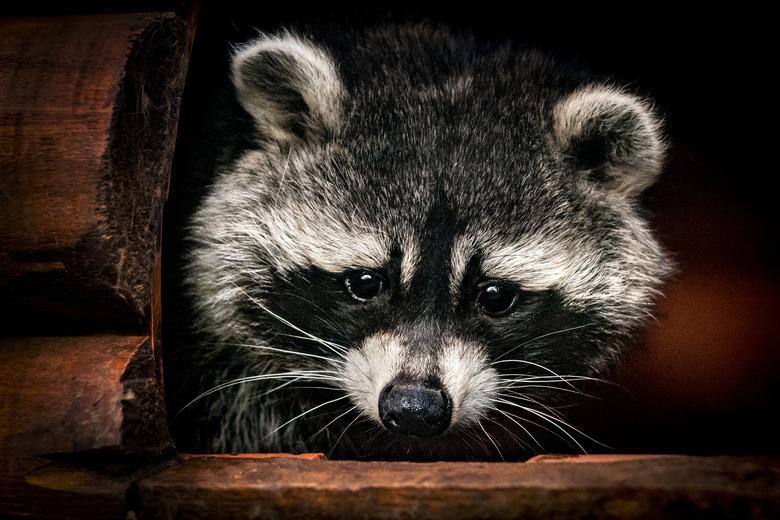 Peeking raccoon.