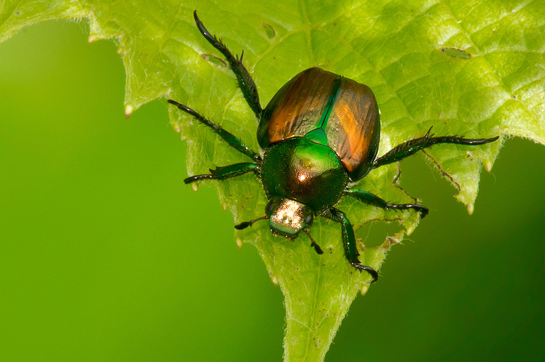 Japanese Beetle