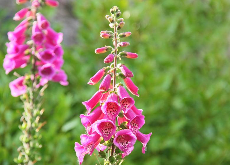 foxgloves