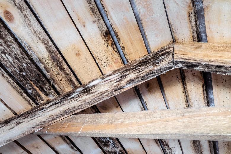 Mold on wooden roof structures.