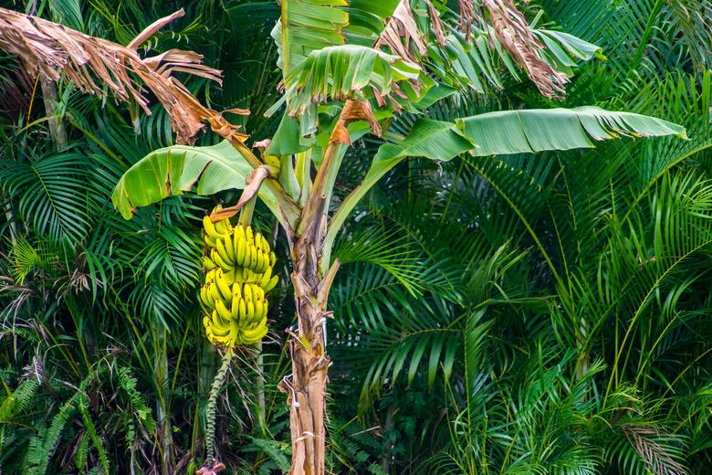 Ripe Yellow Bananas on a Tree