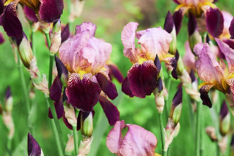 Flowers of bearded iris (Iris germanica)