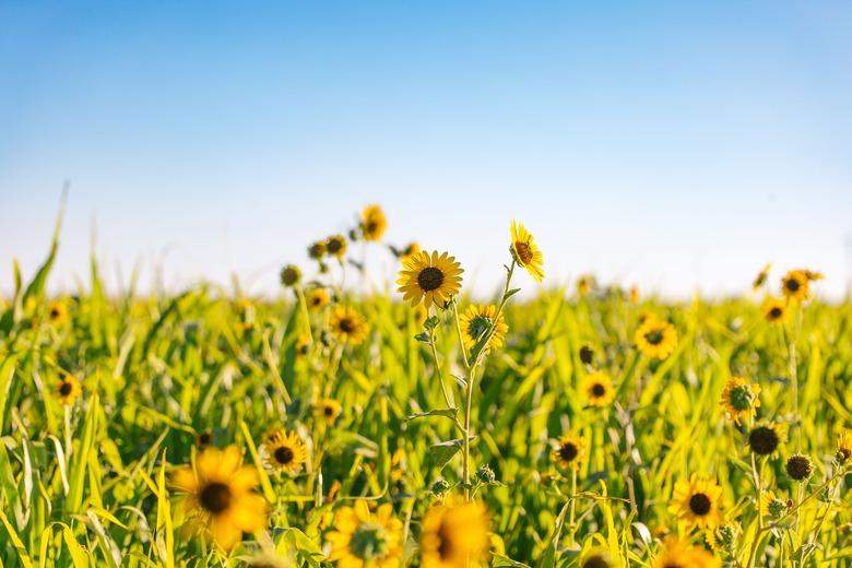 Beautiful shot of blooming bright yellow sunflower on a field