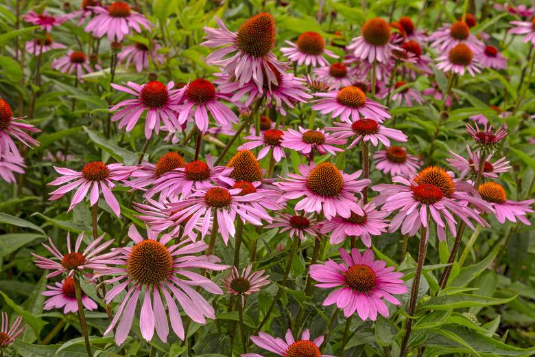 Echinacea purpurea 