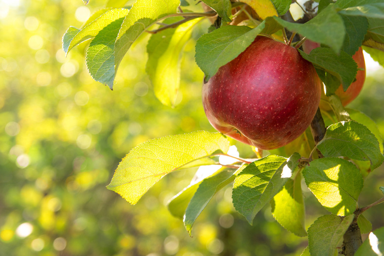 Red apples on a tree